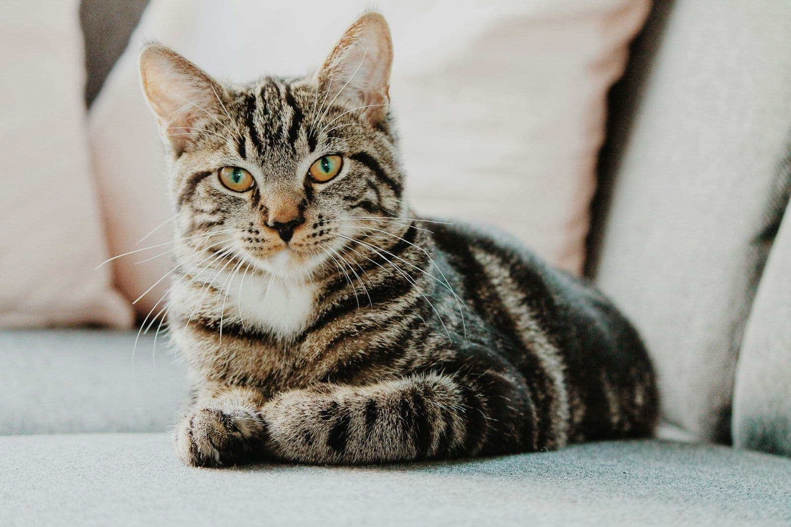 Kedi Kumunda Toz, Koku ve Topaklanma Farkı