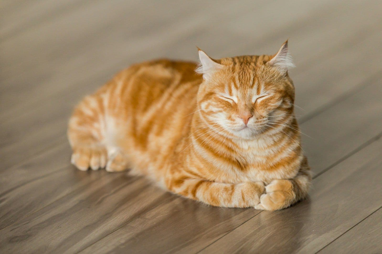 Köpek Maması Seçerken Protein Oranı Neden Önemlidir?