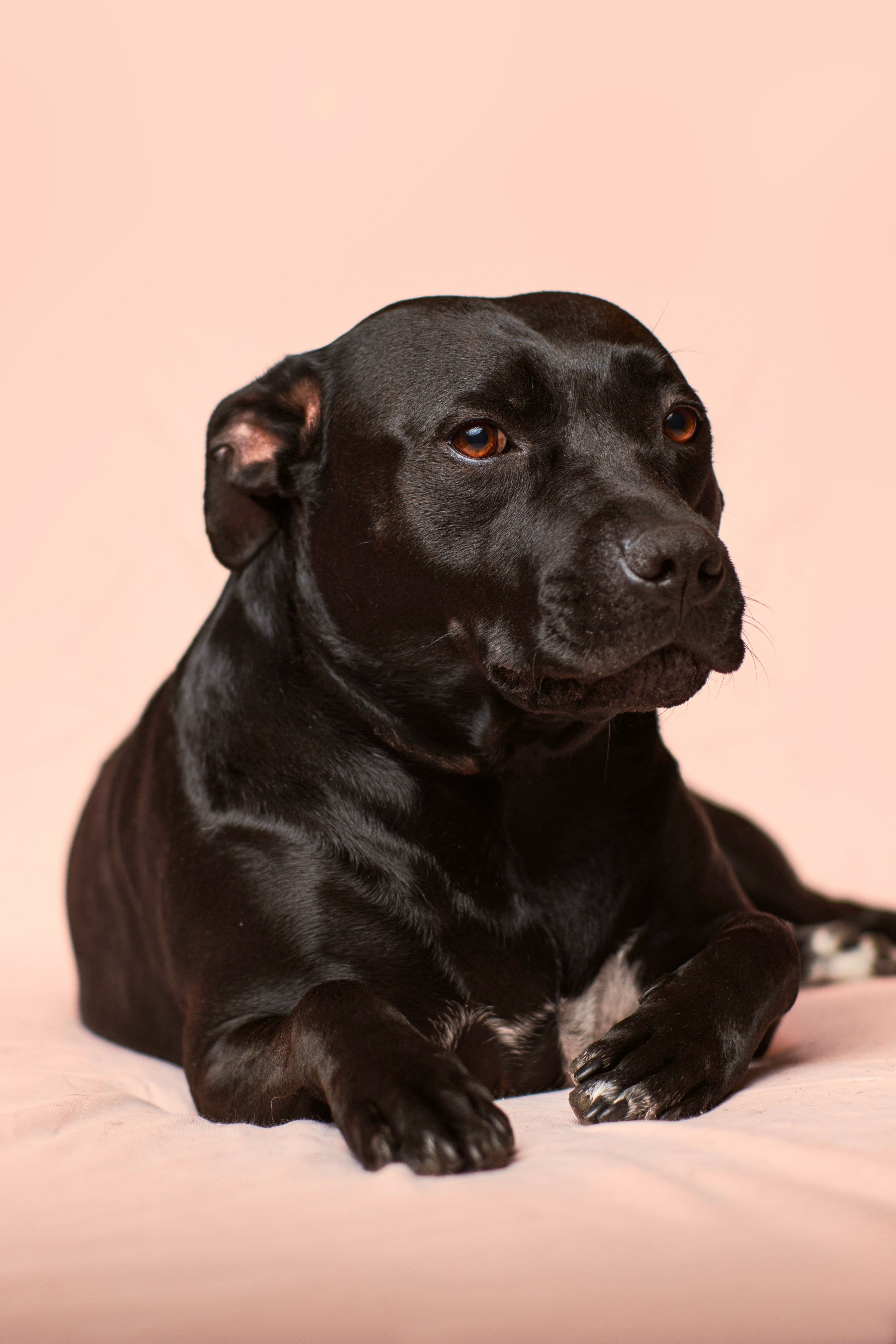 Köpek Göğüs Tasması Seçim Rehberi