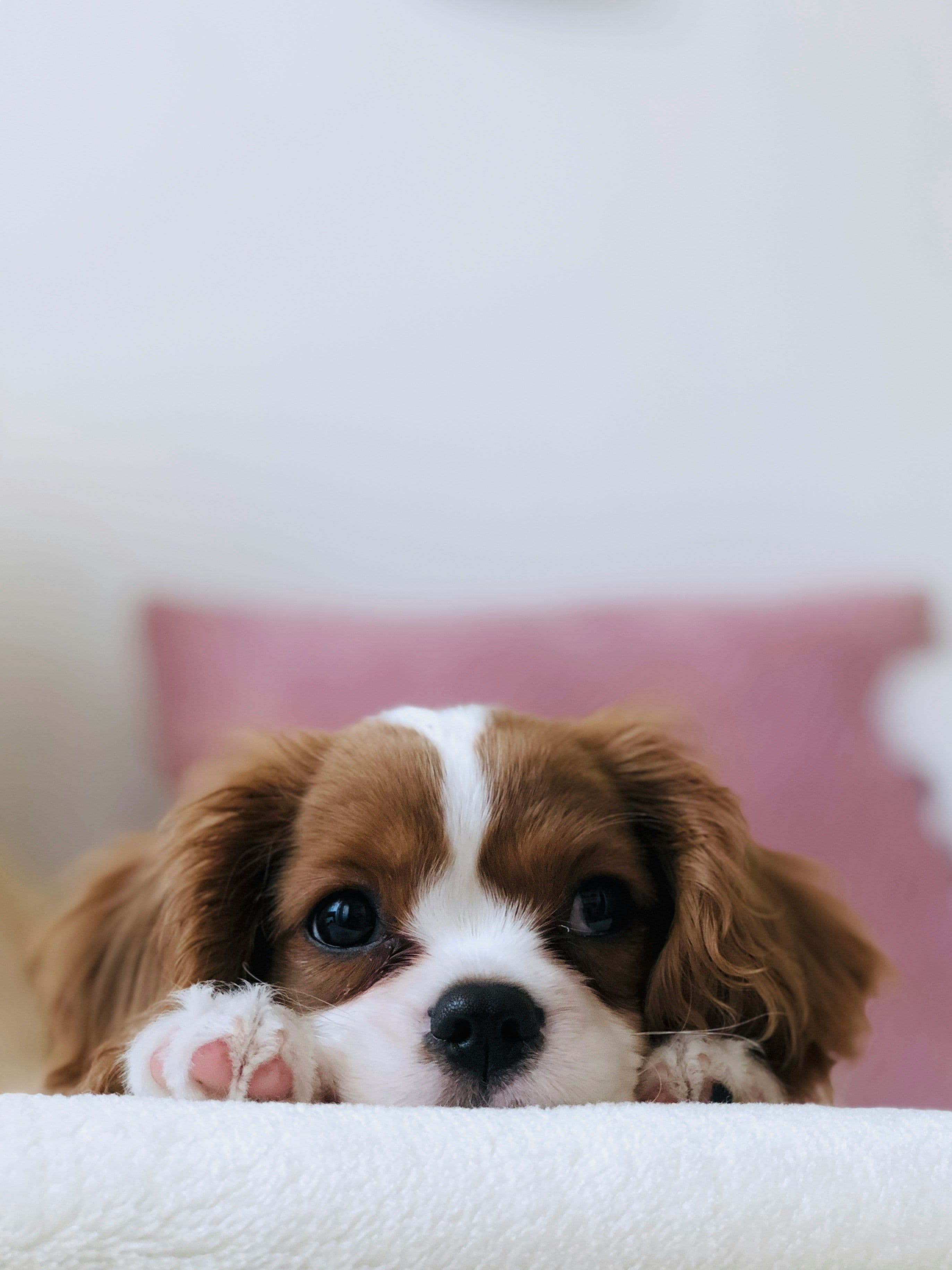 Yavru Köpeklerde Egzersiz: Enerjisini Atmak mı, Büyümeyi Korumak mı?