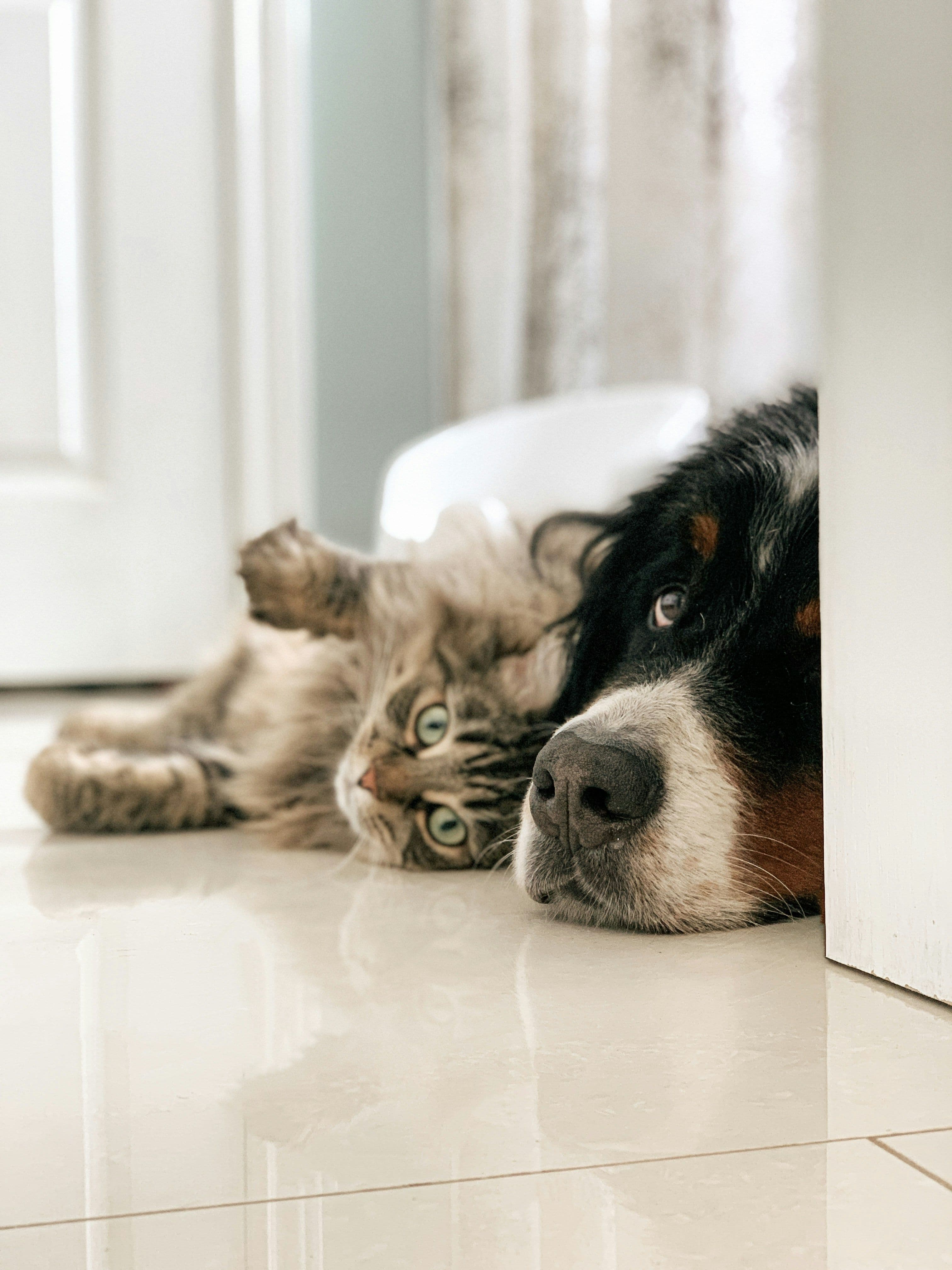 Veteriner Check-Up Dosyası: Kan, İdrar, Dışkı ve Görüntüleme Testleri Ne Anlatır?