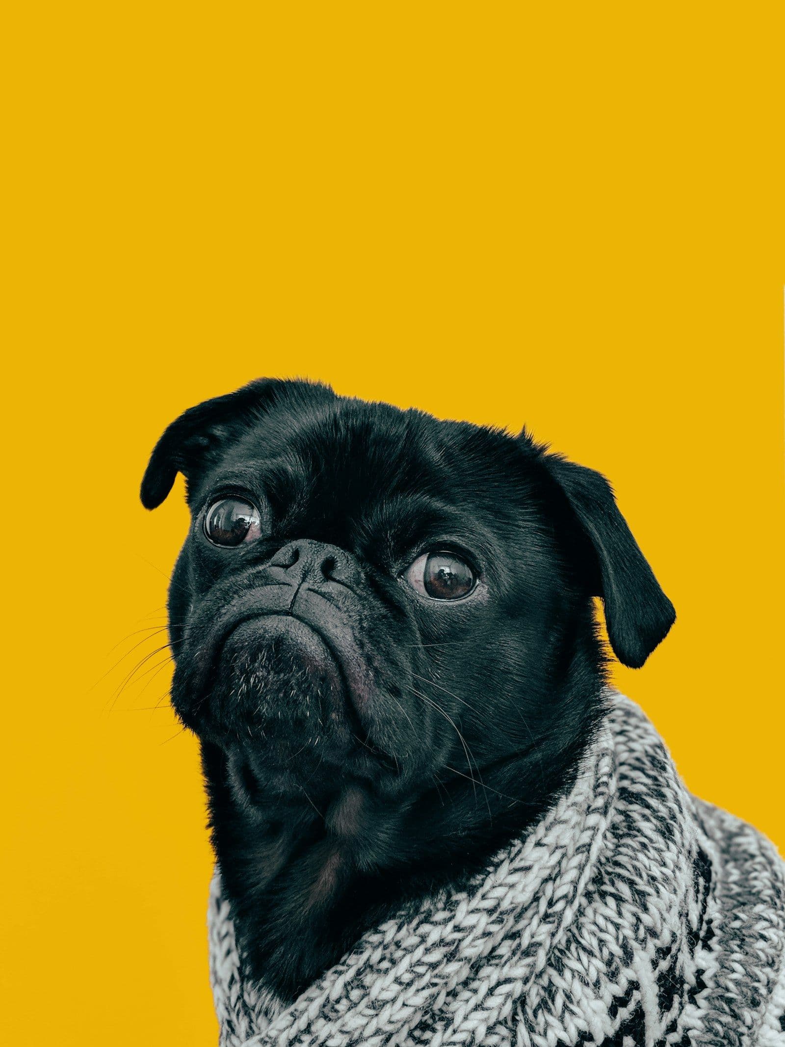 Küçük Irk Köpekler İçin En Şık Yağmurluklar