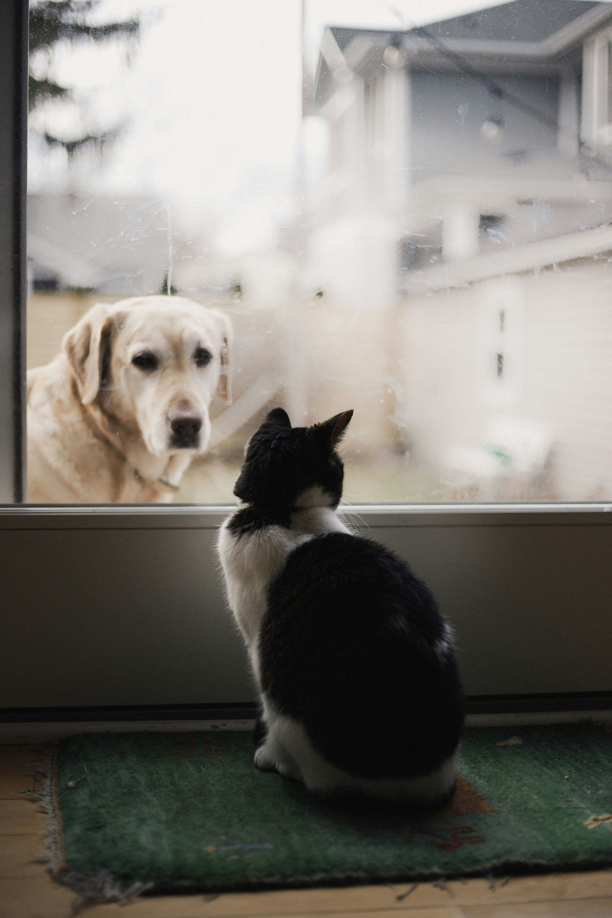 Evdeki Toksinler: Kedi ve Köpekler İçin Zehirlenme Risklerini Azaltma Rehberi