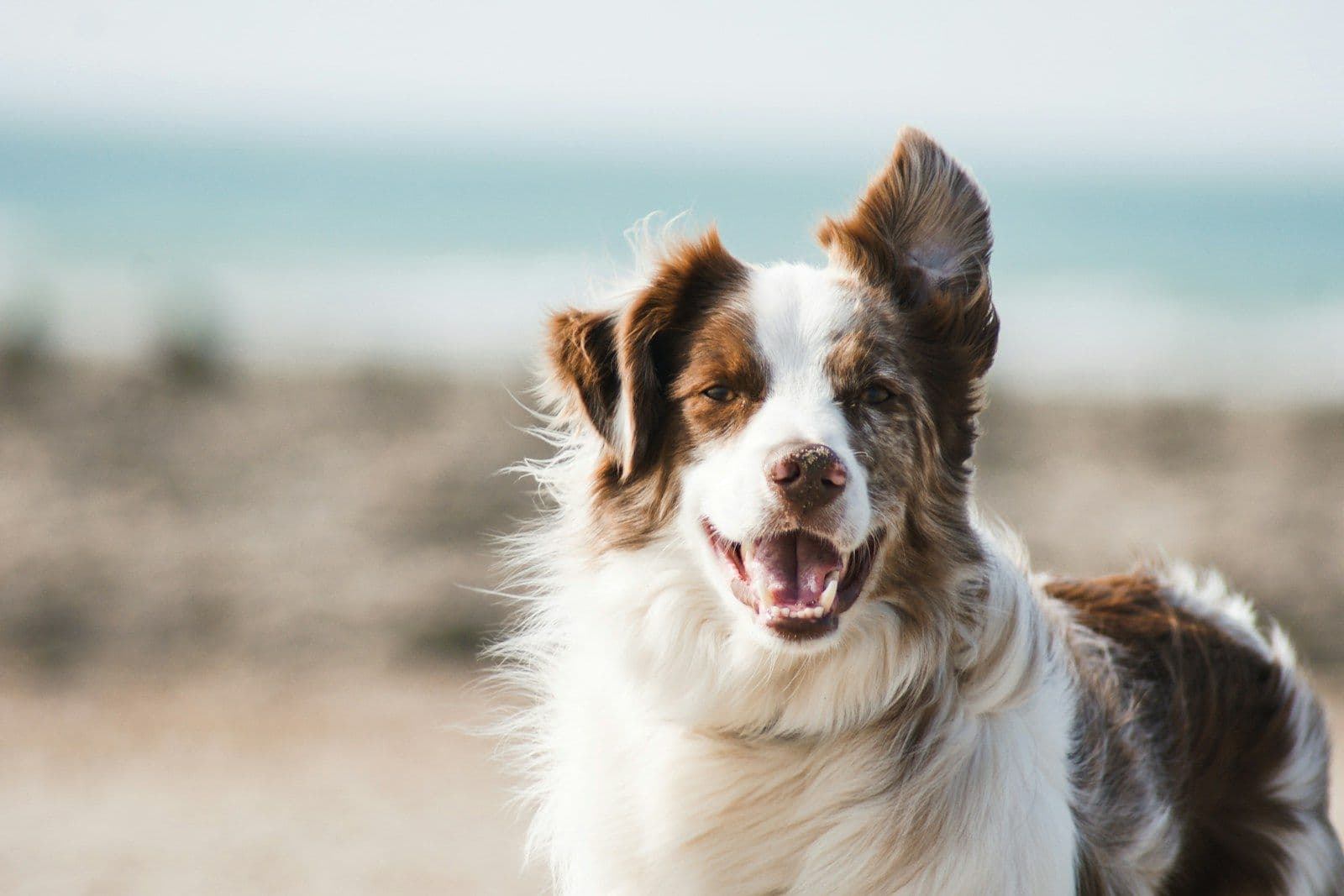 Köpek Rehberi