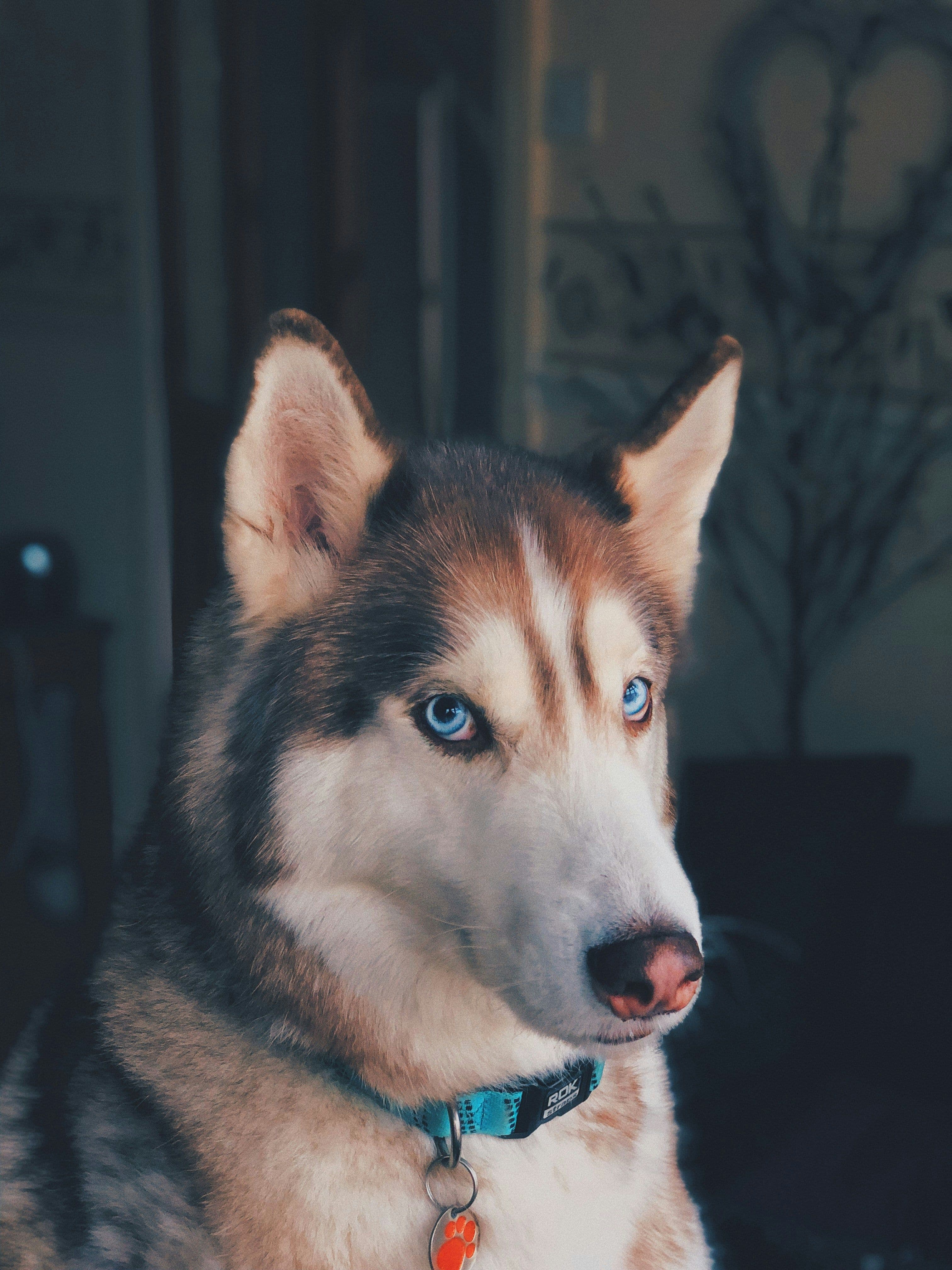 Köpeğinizin Yürüyüşü Değiştiyse: Demans ve Ağrı Sinyalleri