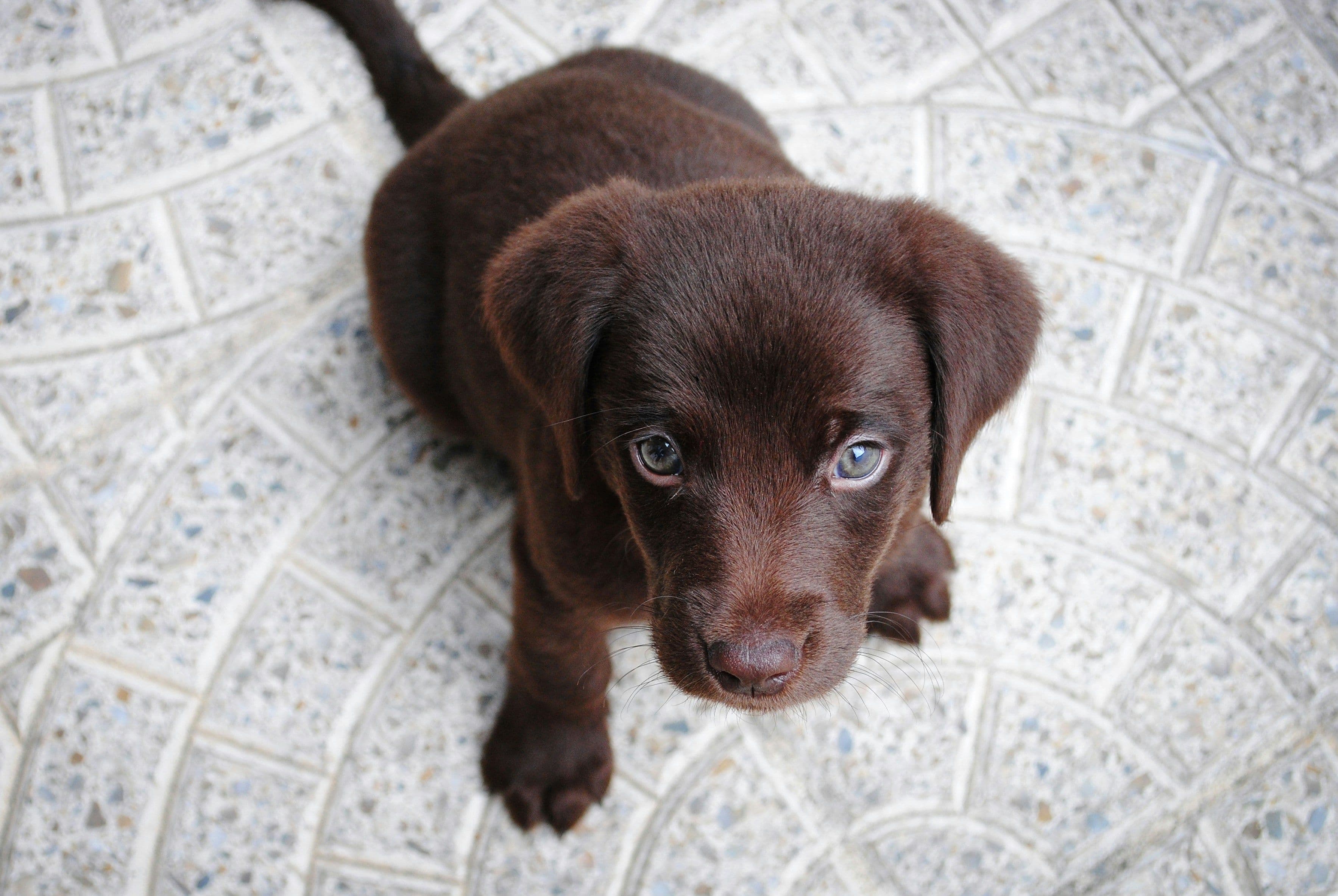 Yeni Köpek Sahipleri İçin İlk 30 Gün Rehberi