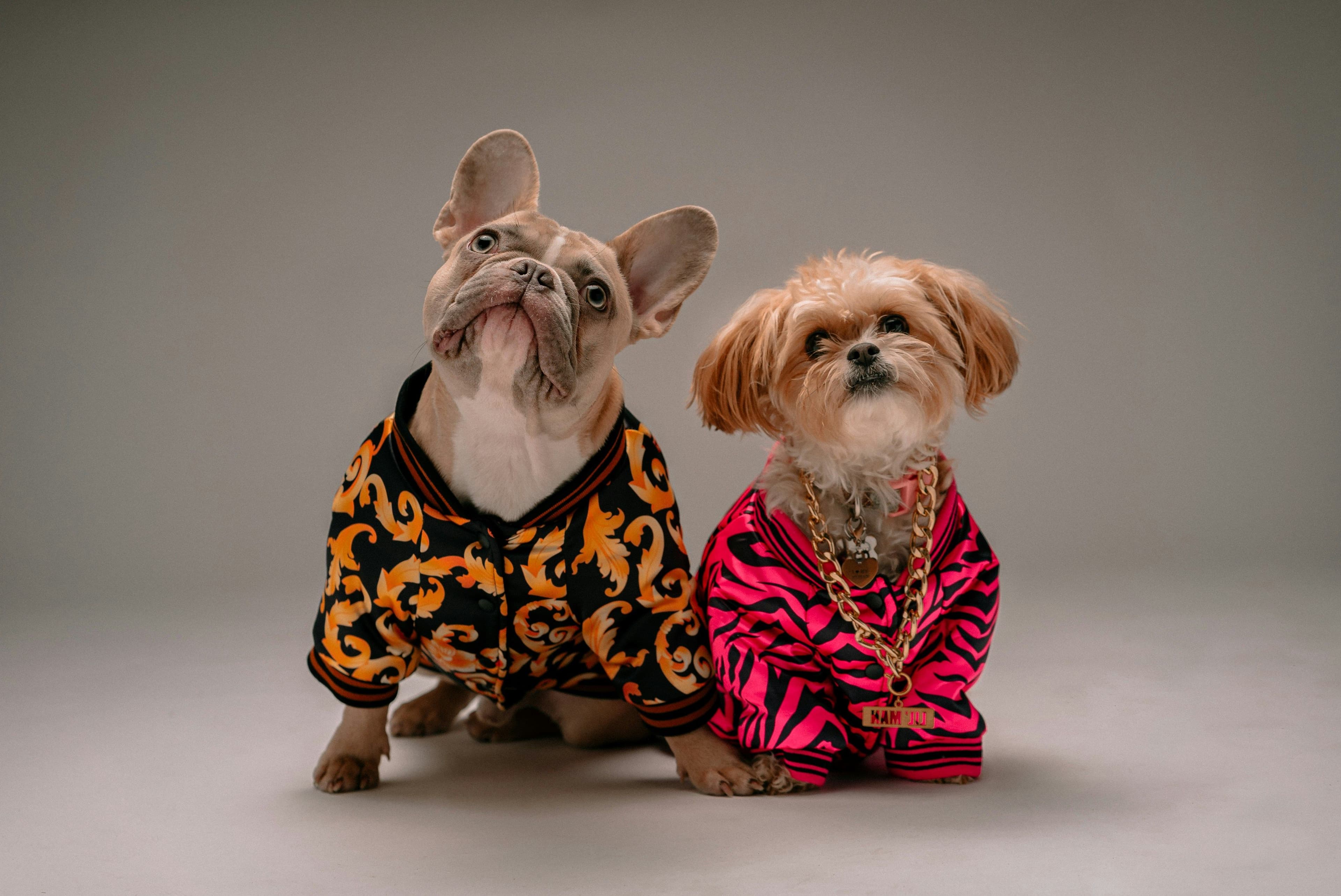 Köpeklerde Kış Bakımı Nasıl Olmalı?