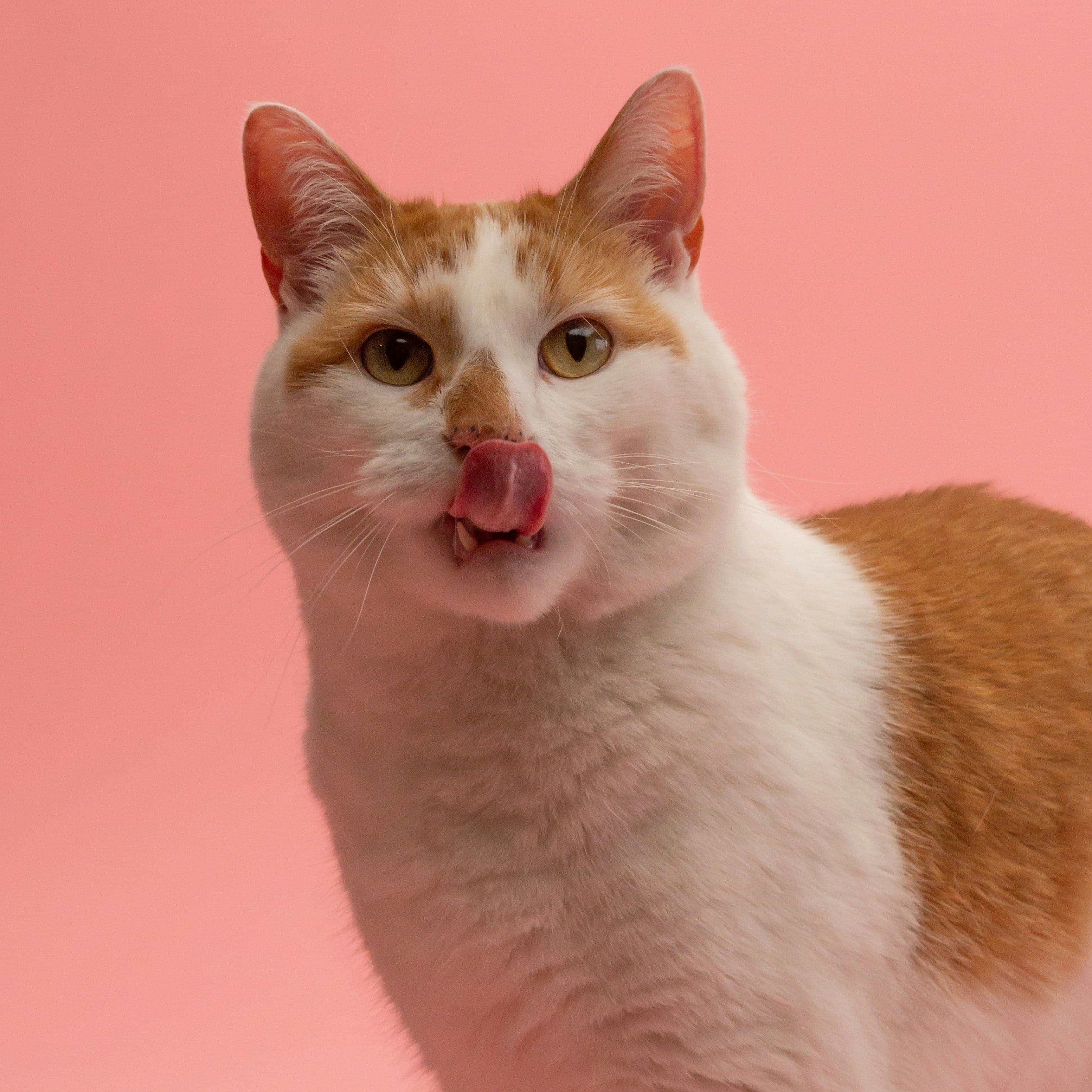 Kedi Tırmalama Ürünü Seçerken Nelere Bakmalı?