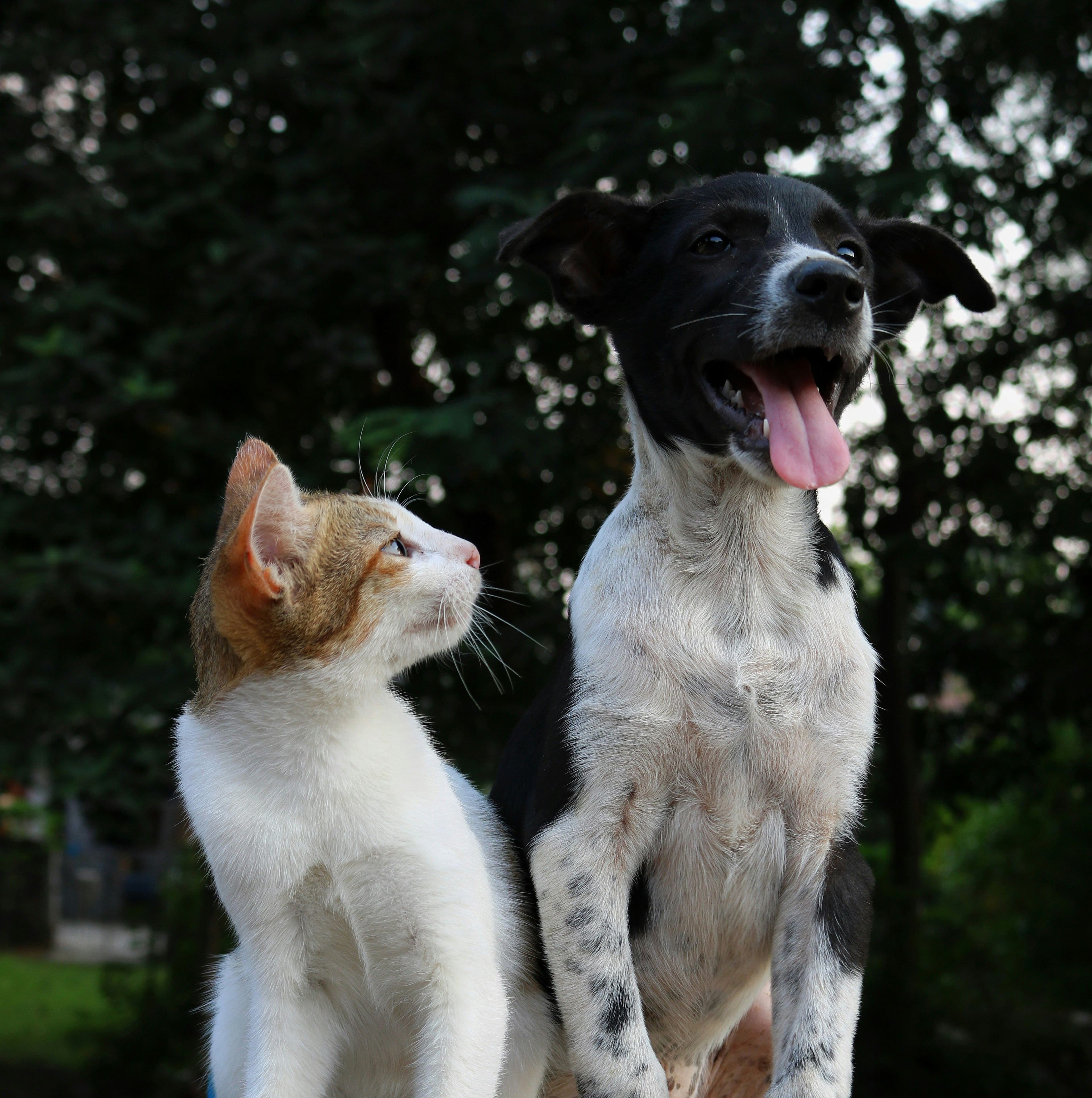 Acil Belirti Rehberi: Veterineri Ne Zaman Aramalı?