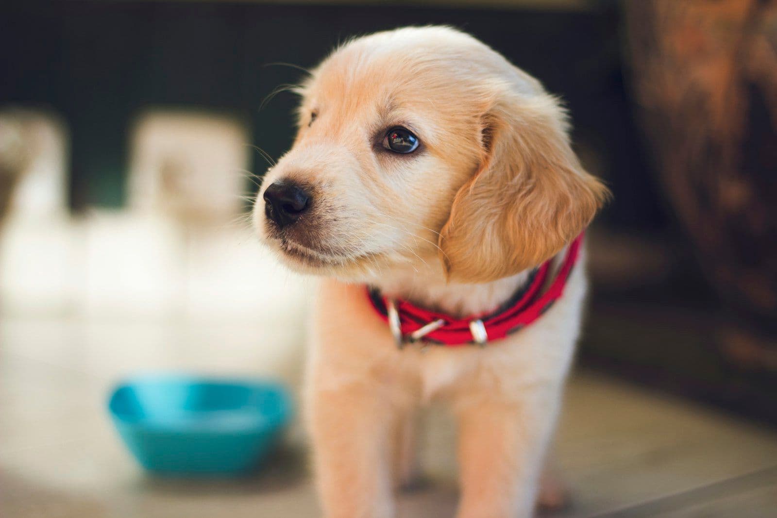 Pet Dostu Ev Dekorasyonu Nasıl Yapılır?