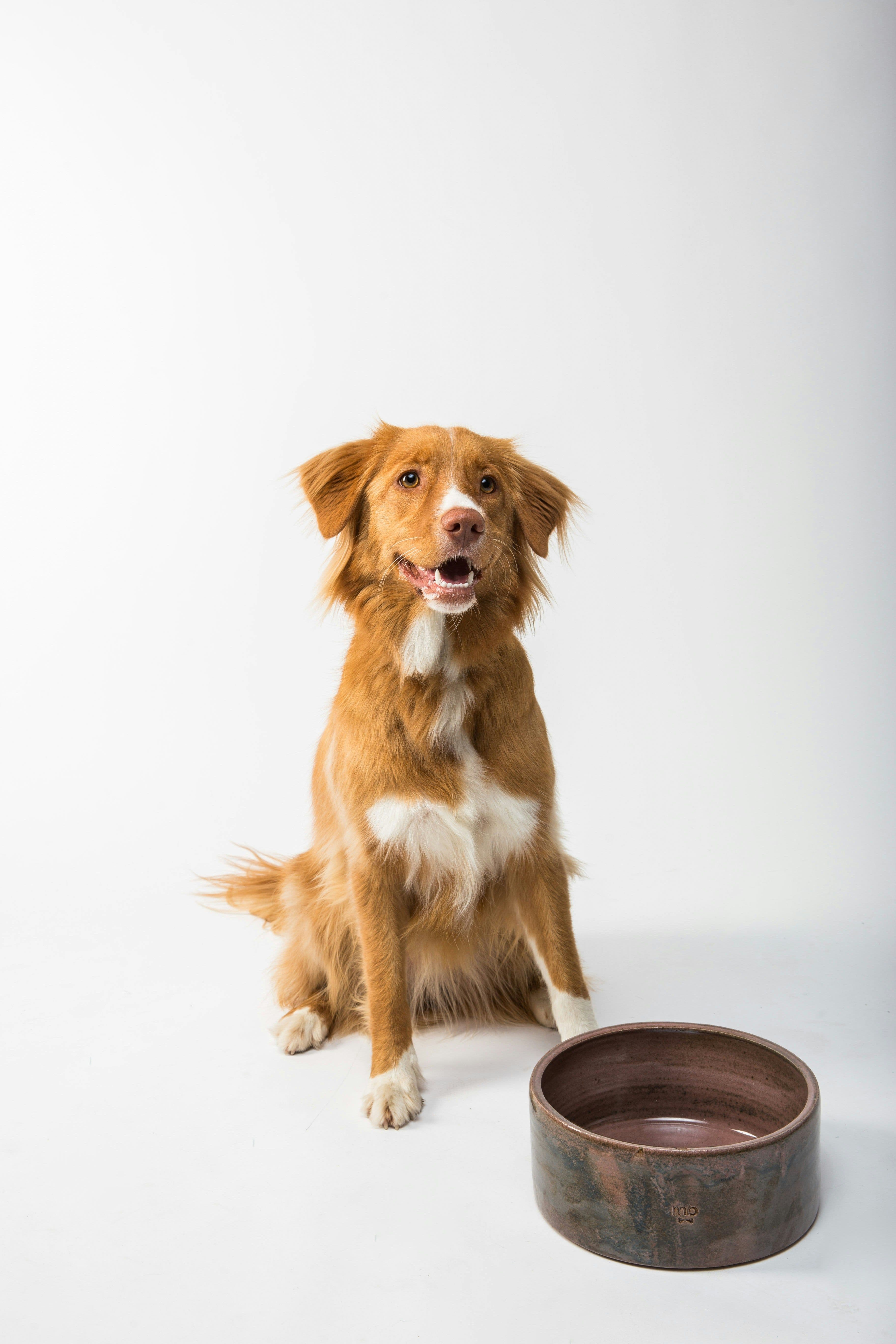 Köpeklerde Ağız Kokusu Normal Değil: Diş Hastalığı Risk Haritası