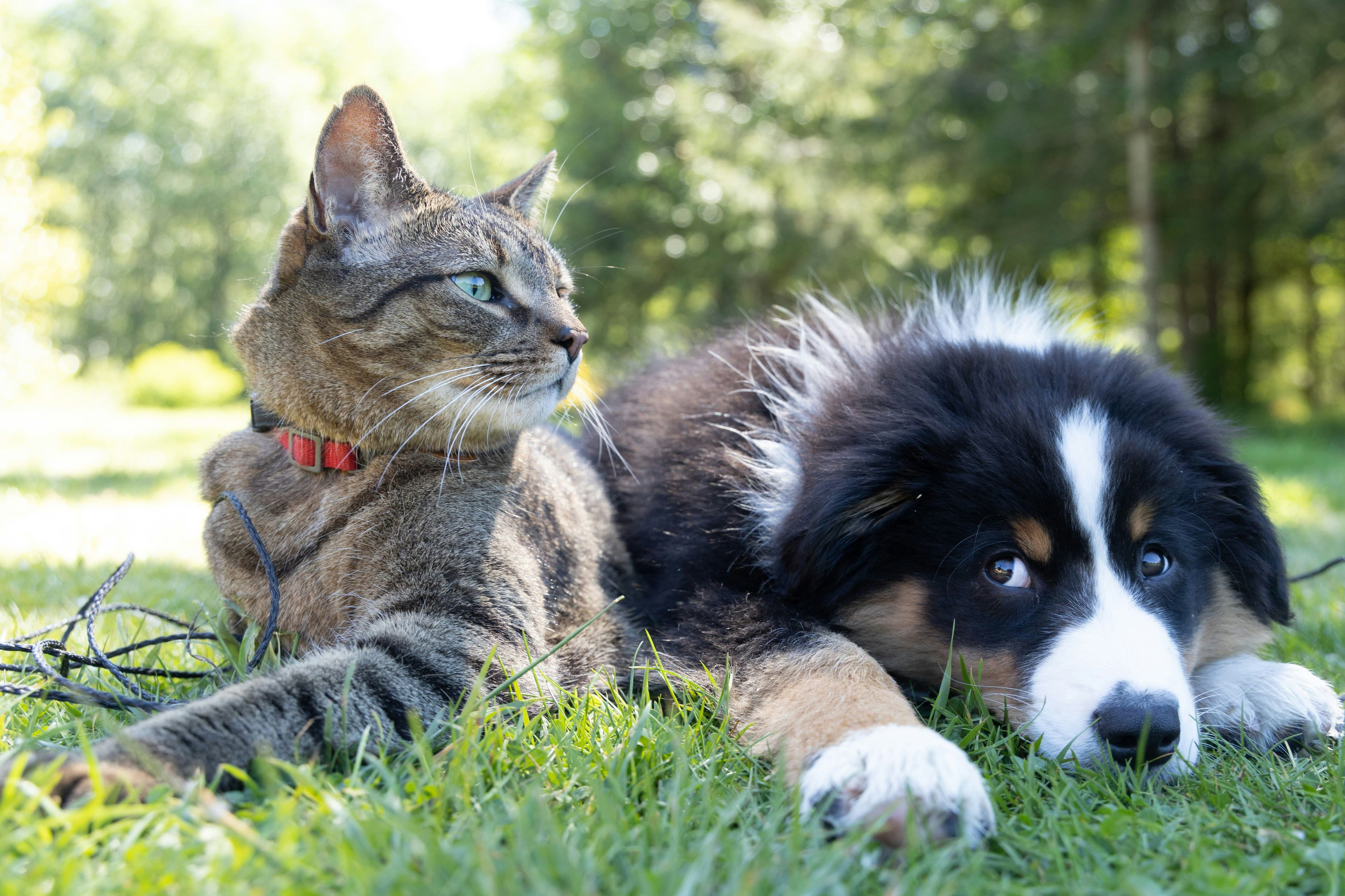 Kedi ve Köpeklerde Kilo Yönetimi: Porsiyon, BCS ve Akıllı Ödül Planı
