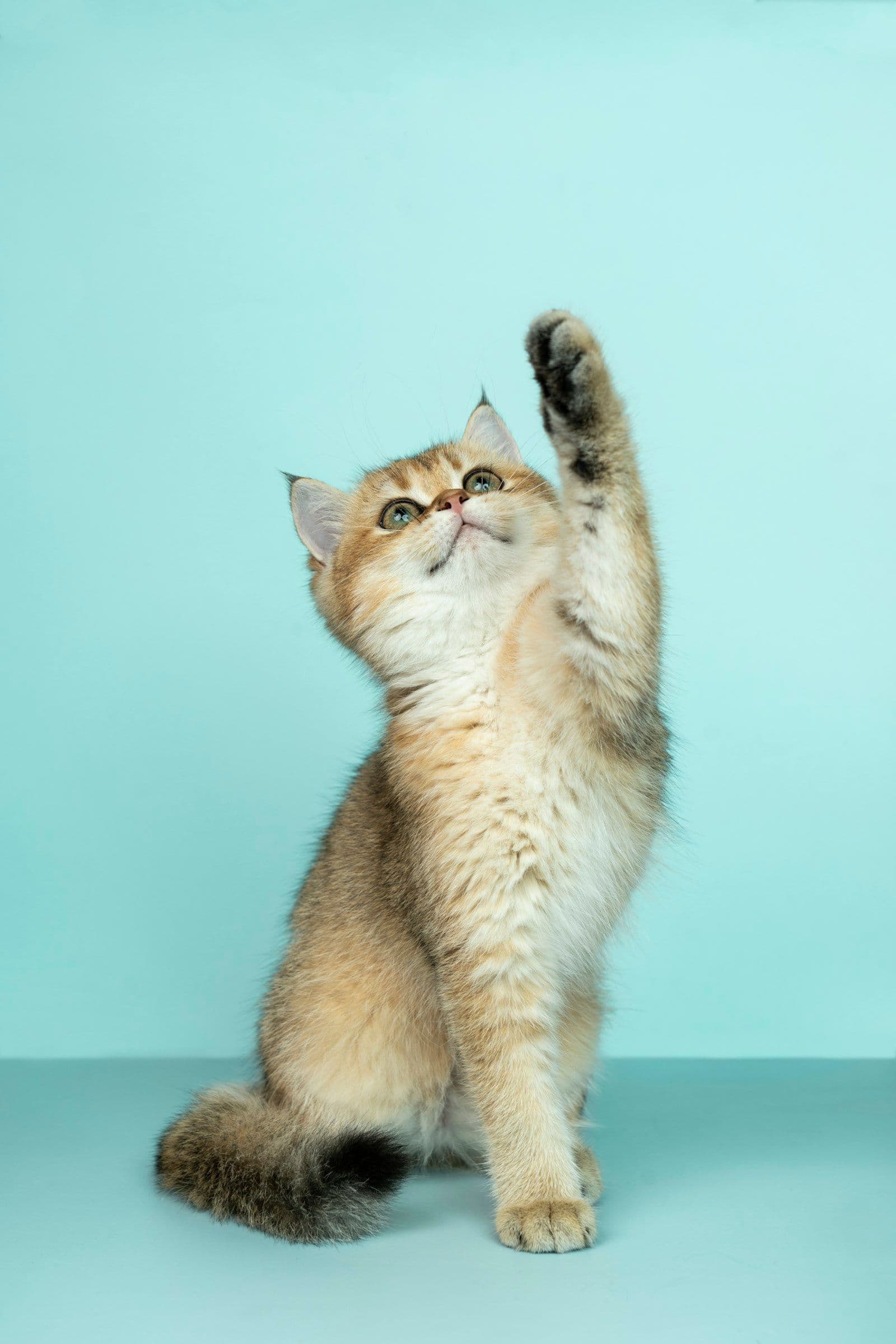 Akıllı Kedi Tuvaletleri Gerçekten İşe Yarıyor mu?