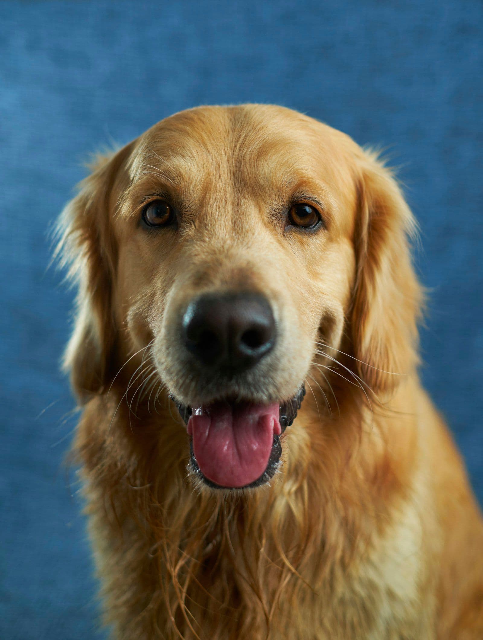 Zihinsel Oyuncaklar Köpekleri Nasıl Etkiler?