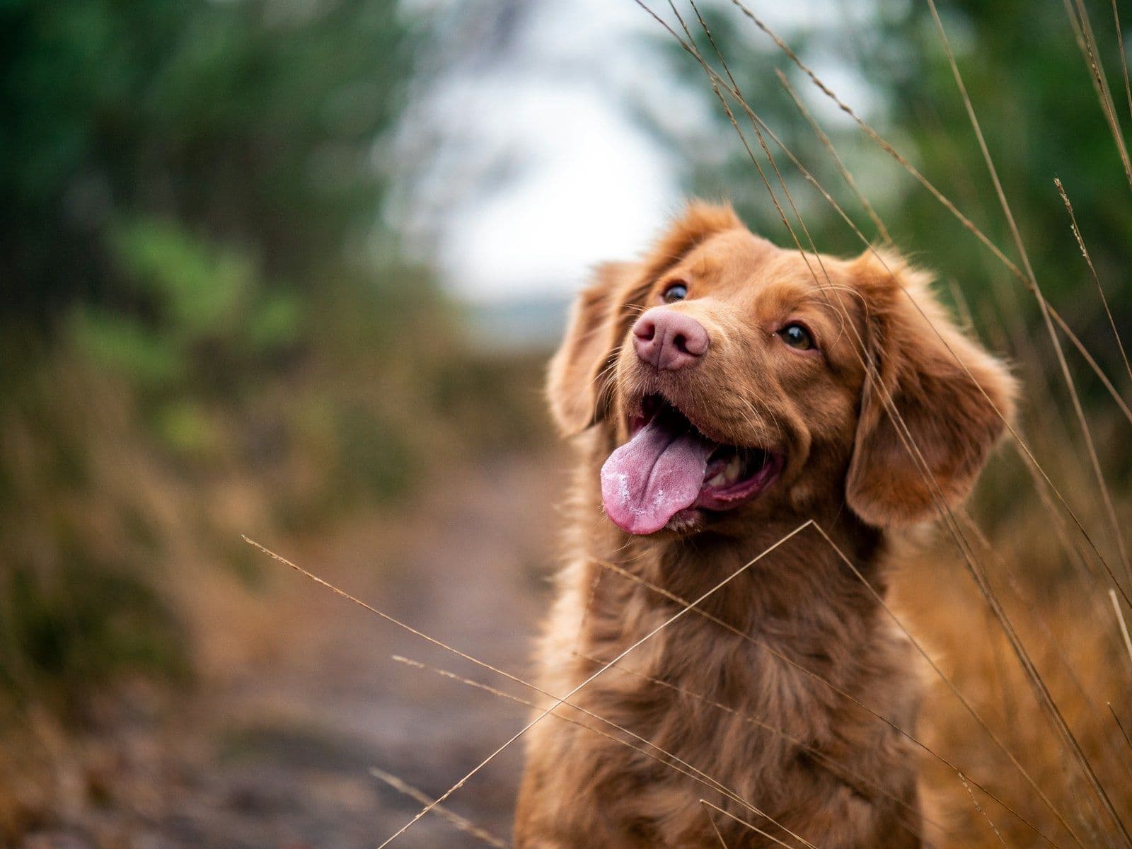 Köpeklerde Ağızlık Kullanımı: Doğru Model, Pozitif Alıştırma ve Güvenli Yaşam