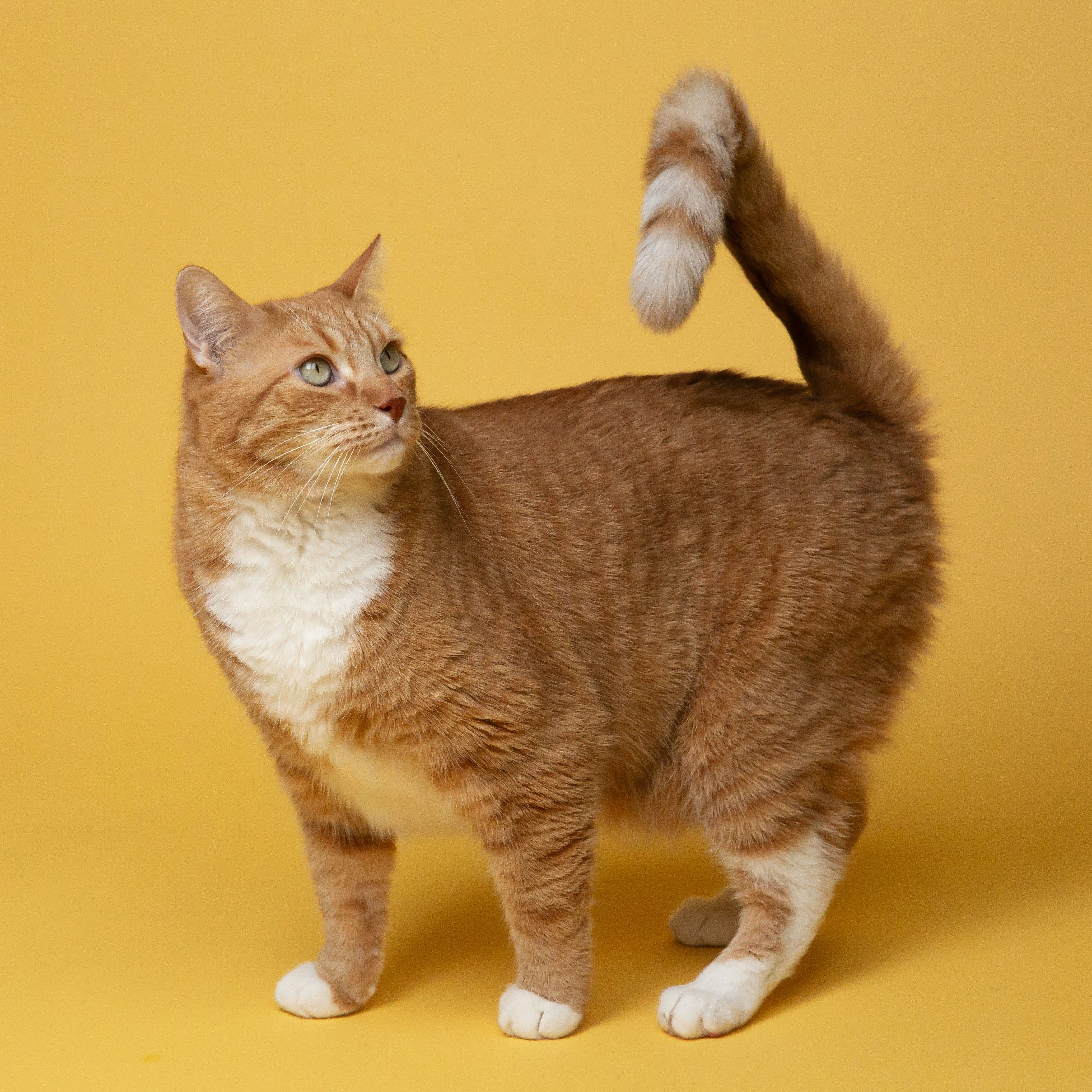 Yeni Kedi Sahipleri İçin Premium Başlangıç Listesi
