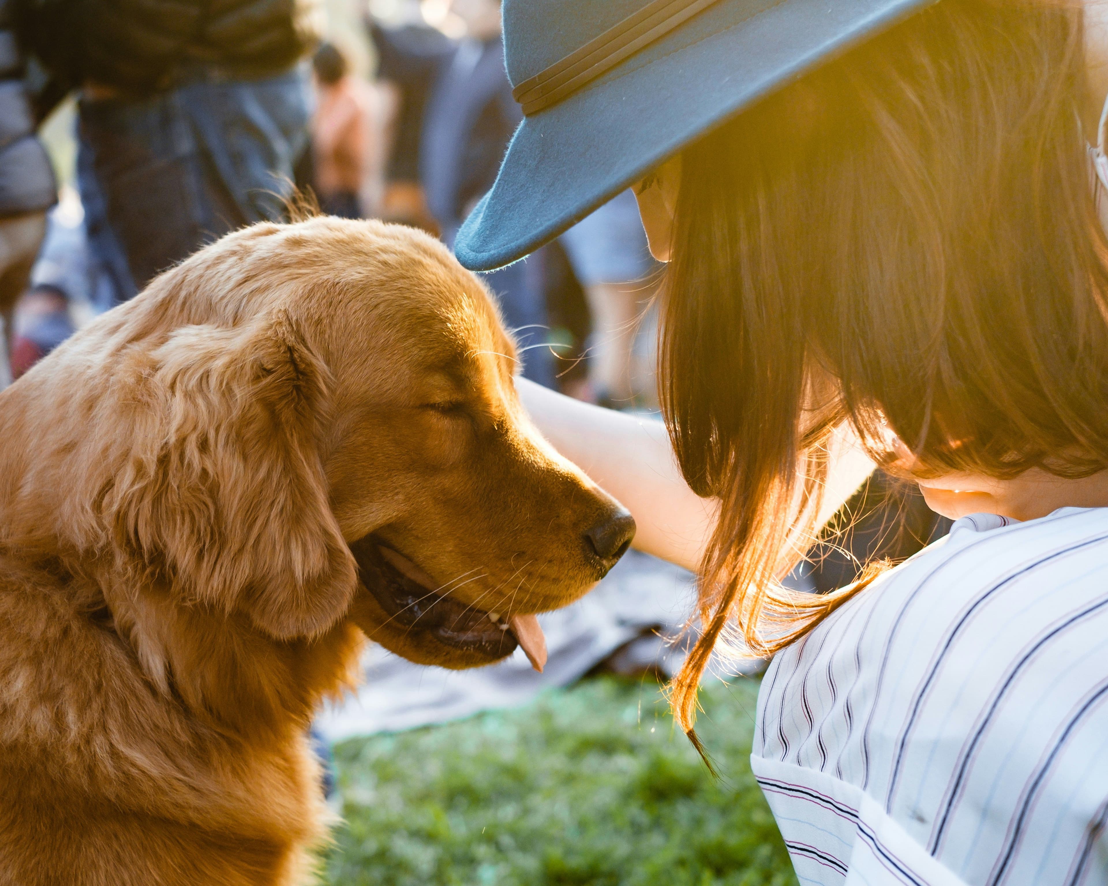 Diş Bakımı Irka Göre Değişir mi? Köpeklerde Yaş, Beden ve Periodontal Risk