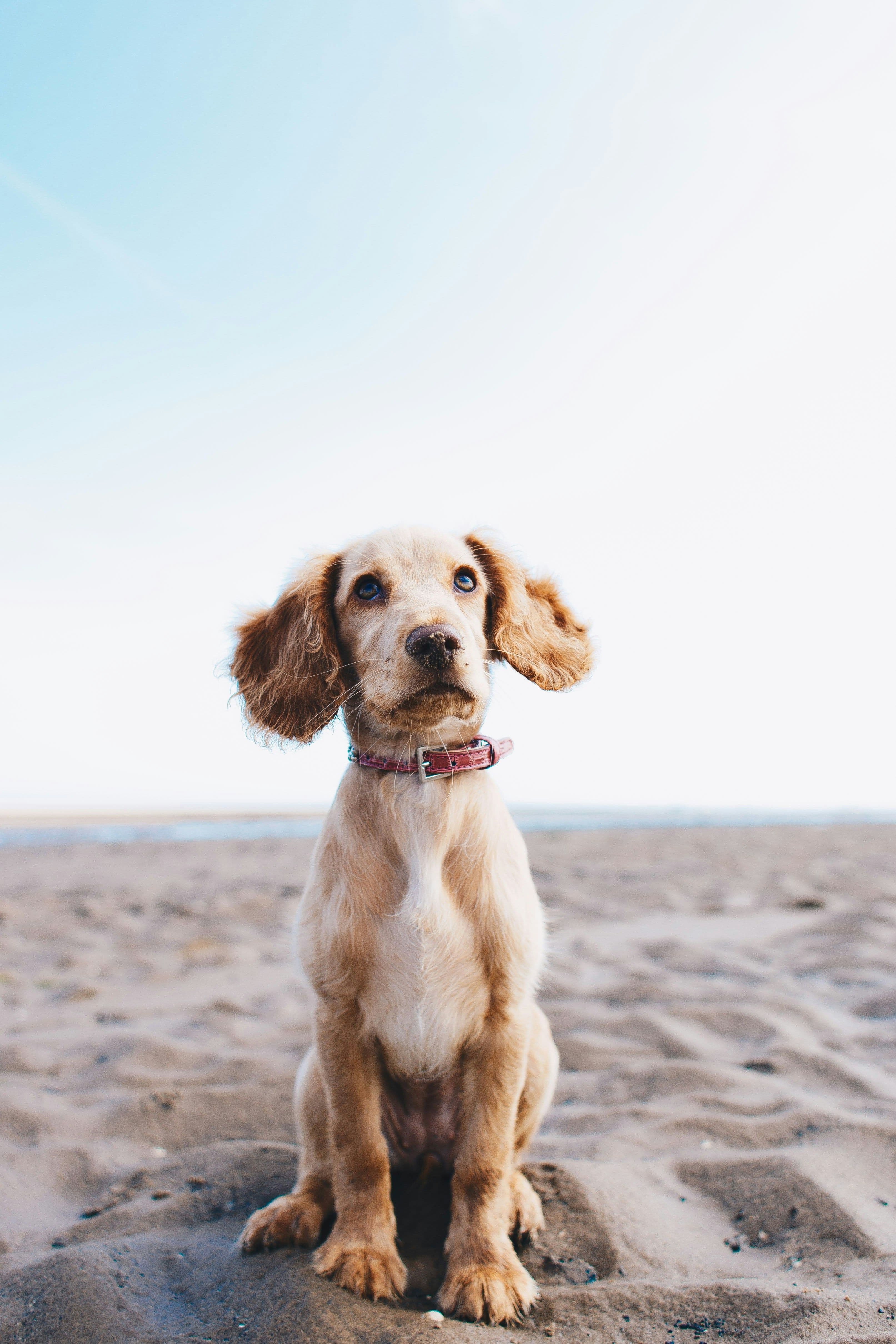 Şehirli Köpekler İçin Günlük Çanta Listesi