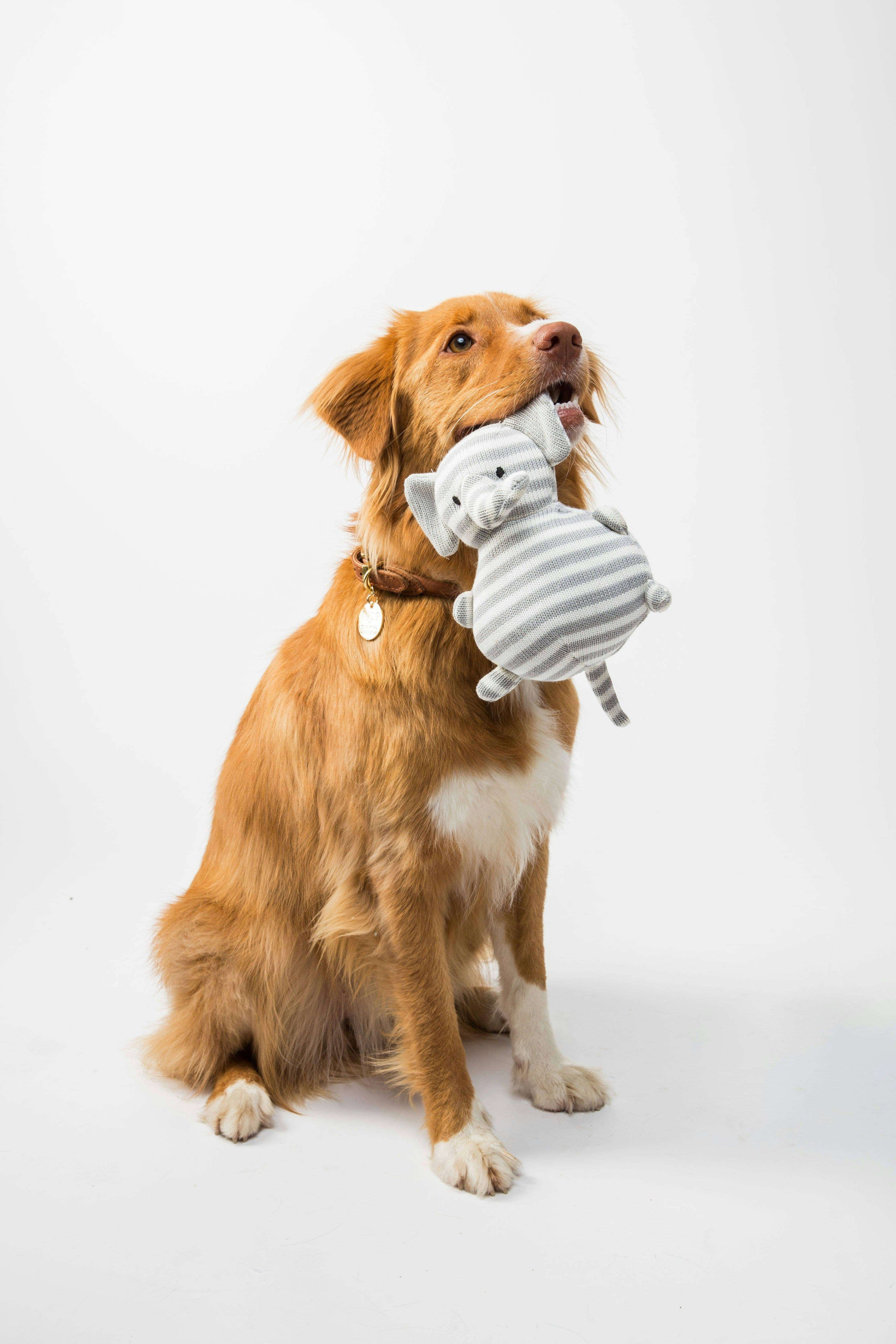 Köpeğinizde Hangi Belirtiler Acil Sayılır?